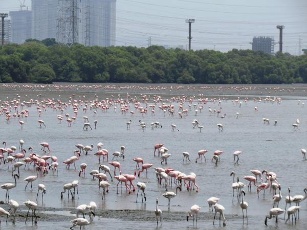 印度封城環境改善 大量紅鶴破天荒棲息孟買濕地