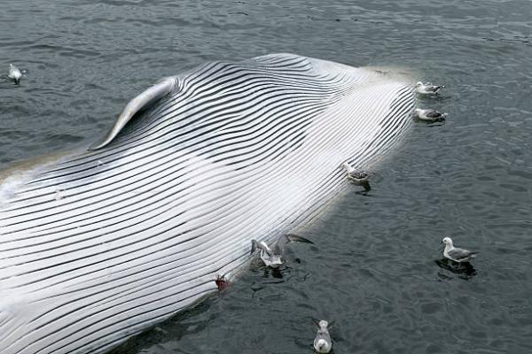 冰島捕鯨業或逐漸式微 捕鯨公司宣佈永久停止捕鯨！