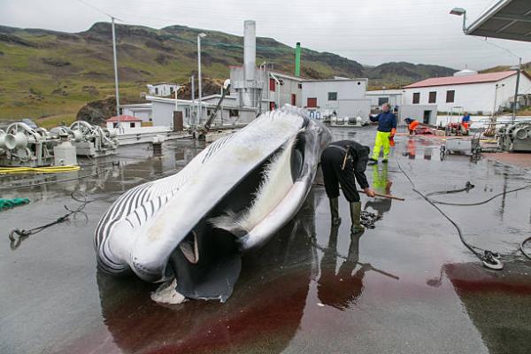 冰島捕鯨業或逐漸式微 捕鯨公司宣佈永久停止捕鯨！