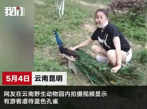 昆明動物園驚爆虐待事件 遊客強拉孔雀 腳踩羽毛為打卡！