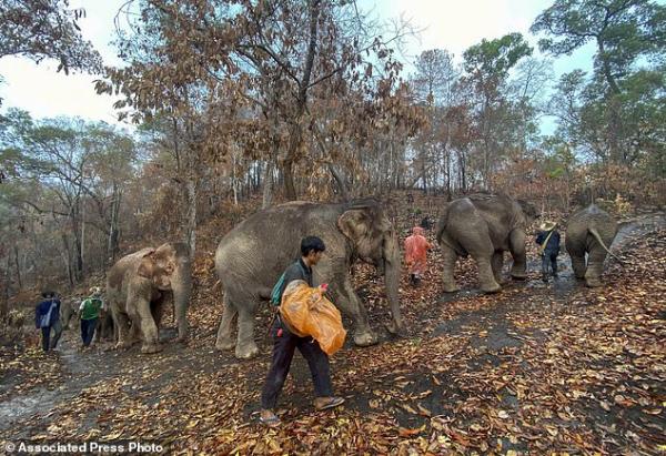 疫情致泰國旅遊業重創 過百大象「失業」獲釋回家！
