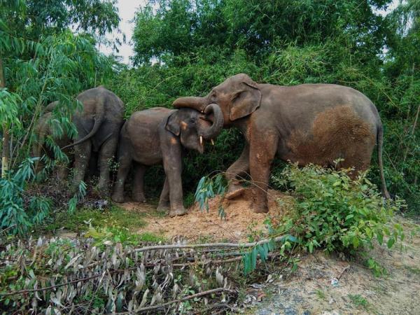疫情致泰國旅遊業重創 過百大象「失業」獲釋回家！