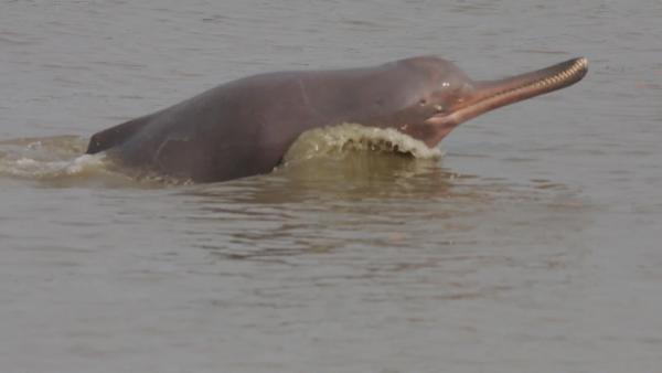印度恆河30年久現瀕危淡水海豚 幼豚慘遭人類虐玩出血！