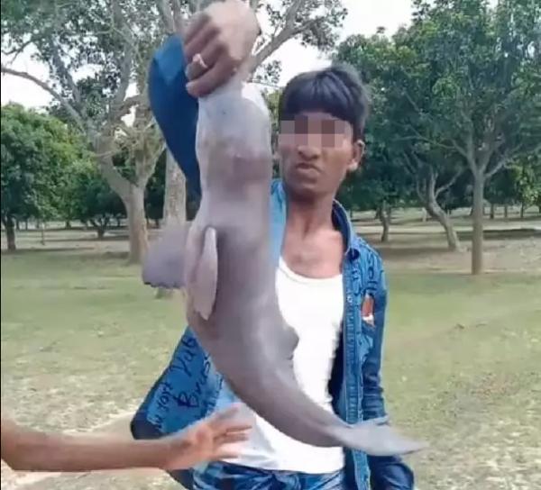 印度恆河30年久現瀕危淡水海豚 幼豚慘遭人類虐玩出血！