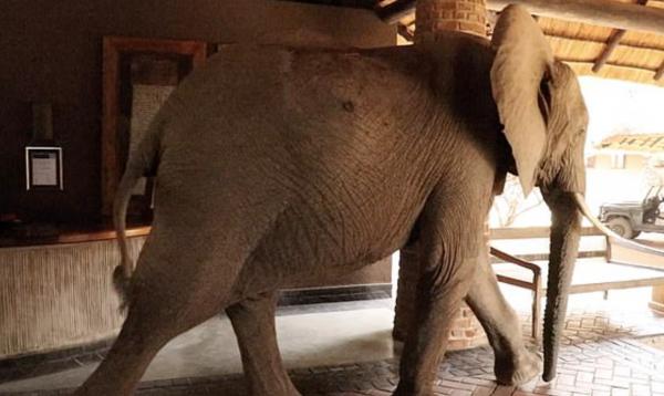 非洲大象鍾情1棵野生芒果樹 懶理住客闖入酒店大堂行捷徑覓食