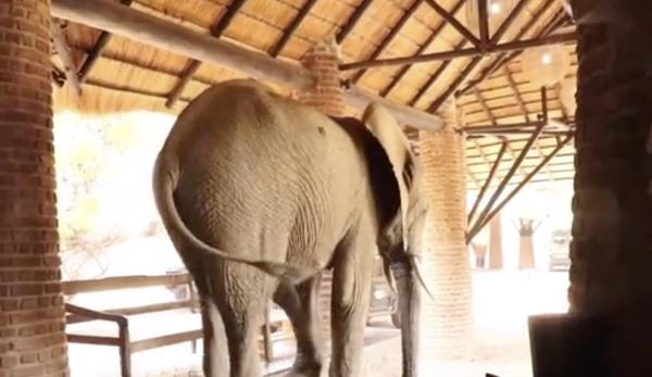 非洲大象鍾情1棵野生芒果樹 懶理住客闖入酒店大堂行捷徑覓食