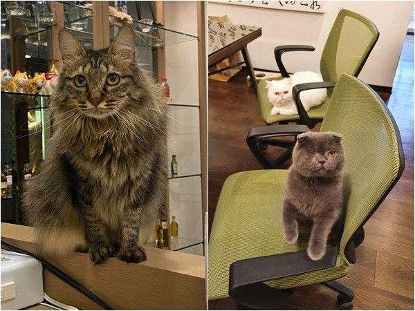 台灣設計公司招聘請人「玩貓」 可帶貓主子上班+包伙食！