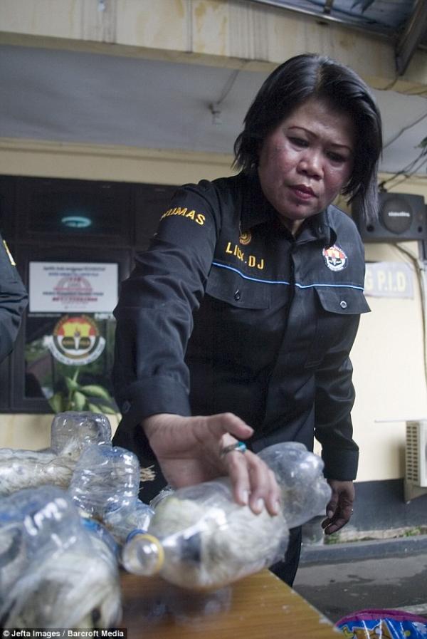 印尼揭發野生瀕危鸚鵡走私案 活生生硬塞膠樽內！