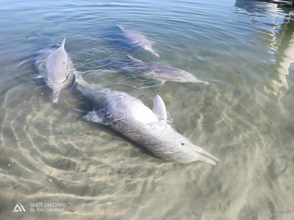 疫情期間無遊客餵食 海豚頻浮上水送禮物示好換魚