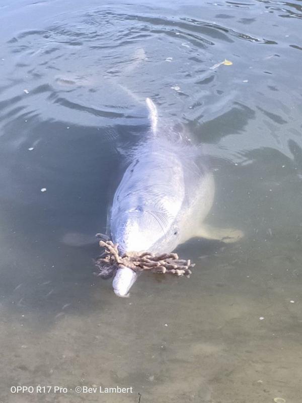 疫情期間無遊客餵食 海豚頻浮上水送禮物示好換魚