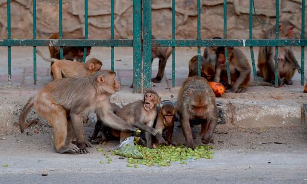 印度猴群闖入醫學院攻擊實驗員 偷走陽性血液樣本！
