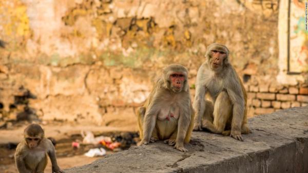 印度猴群闖入醫學院攻擊實驗員 偷走陽性血液樣本！
