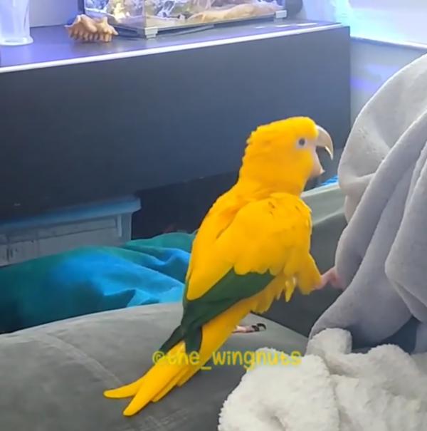 可愛黃色鸚鵡遇比卡超一見如故 主人一播影片立即雀躍跳舞大叫