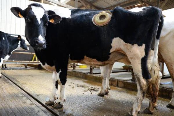 法國實驗農場為增奶量設乳牛「胃造口」 膠蓋開洞隨時伸手入牛胃餵食！