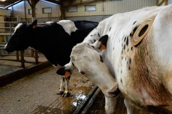 法國實驗農場為增奶量設乳牛「胃造口」 膠蓋開洞隨時伸手入牛胃餵食！