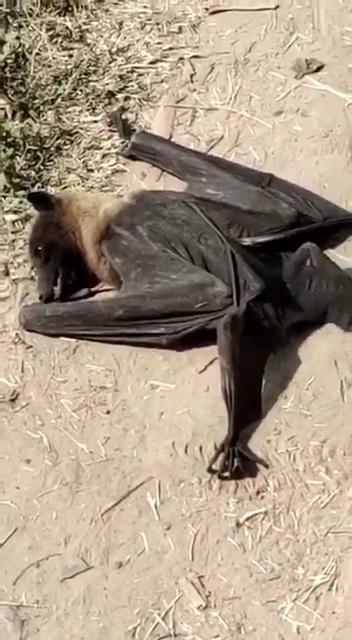 印度驚現大量蝙蝠從天而降 42度高溫缺水致腦死亡！