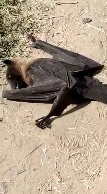 印度驚現大量蝙蝠從天而降 42度高溫缺水致腦死亡！