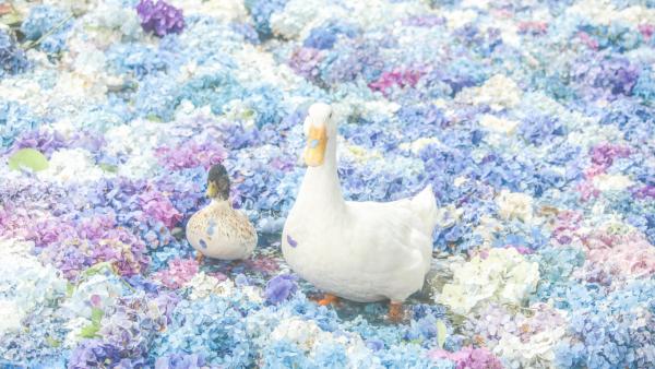 疫情無阻繡球花盛開！ 日本各地網民拍攝繡球花美麗綻放畫面