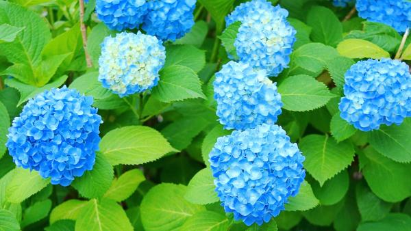 疫情無阻繡球花盛開！ 日本各地網民拍攝繡球花美麗綻放畫面