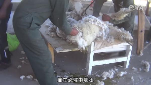 秘魯羊駝牧場被爆不人道剃毛過程 四肢綁上酷刑架拉扯至脫臼！