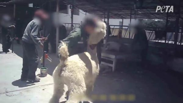 秘魯羊駝牧場被爆不人道剃毛過程 四肢綁上酷刑架拉扯至脫臼！