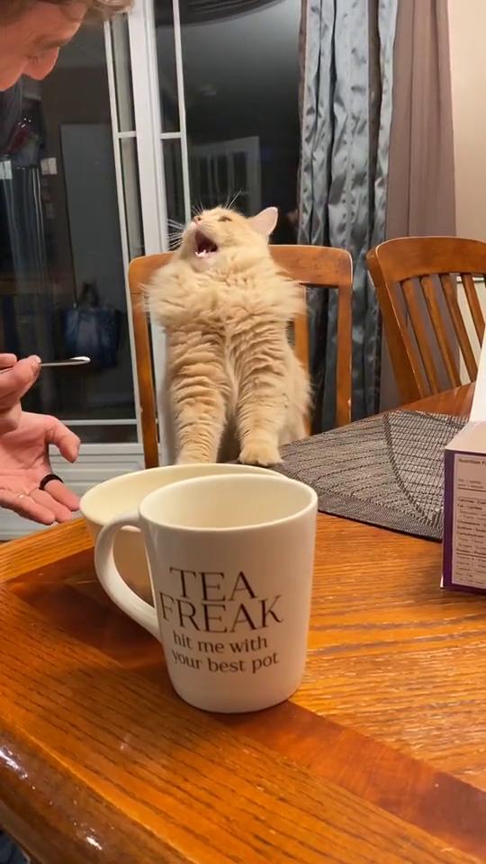 網民上載餵貓吃雪糕片段被轟虐畜 吃一口即現「雪糕頭痛」反應！