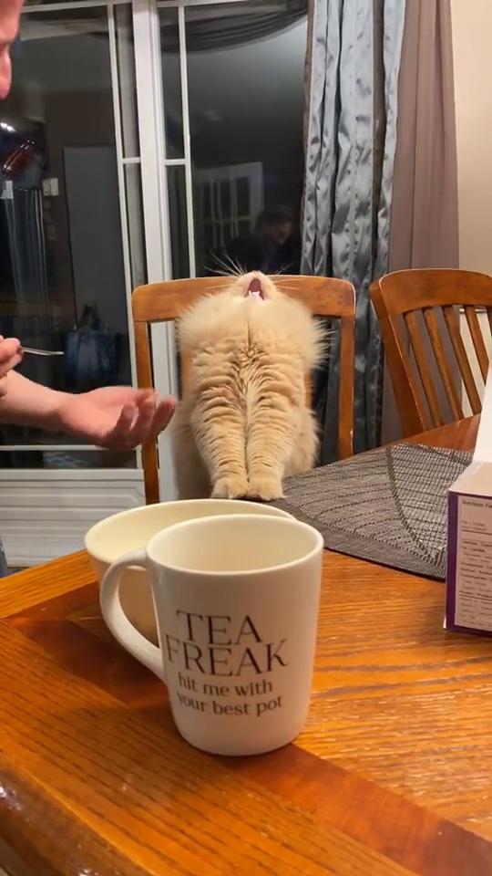網民上載餵貓吃雪糕片段被轟虐畜 吃一口即現「雪糕頭痛」反應！