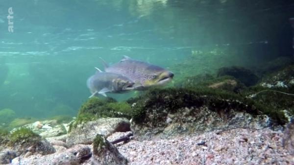 挪威三文魚多處潰爛變畸形 養殖場環境惡劣充滿排泄物