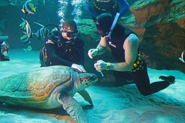 南非水族館明星海龜回歸大海 跨越印度洋4萬公里終回出生地