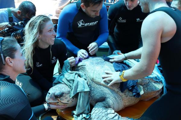 南非水族館明星海龜回歸大海 跨越印度洋4萬公里終回出生地