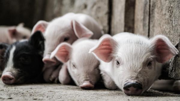 中國現新型流感病毒 由豬傳人恐變種引大規模爆發