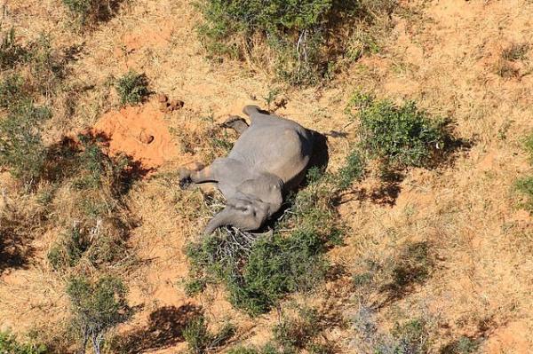 非洲逾350頭大象神秘死亡 死前跌撞繞圈行走或集體染病中毒