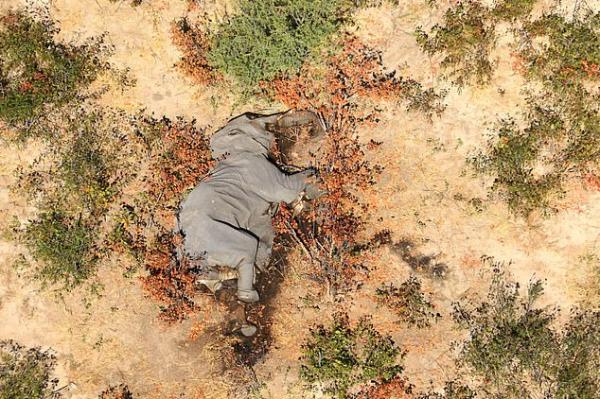 非洲逾350頭大象神秘死亡 死前跌撞繞圈行走或集體染病中毒