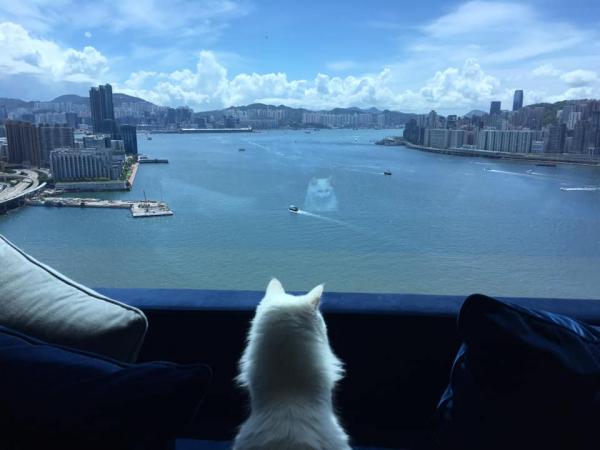 20大寵物友善．可帶貓狗入住酒店合集 瑰麗酒店（Rosewood Hong Kong）