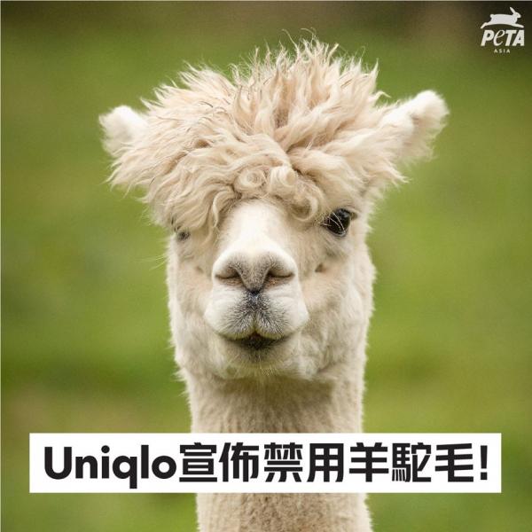 羊駝牧場被揭酷刑式剃毛過程 UNIQLO決定堅拒使用羊駝毛！
