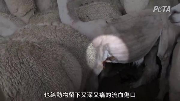 羊駝牧場被揭酷刑式剃毛過程 UNIQLO決定堅拒使用羊駝毛！