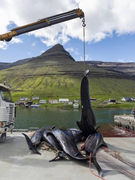 法羅群島傳統捕鯨節疫情下如常舉行 超過250隻鯨魚被獵殺染成紅海！