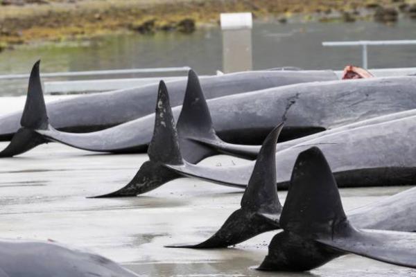 法羅群島傳統捕鯨節疫情下如常舉行 超過250隻鯨魚被獵殺染成紅海！