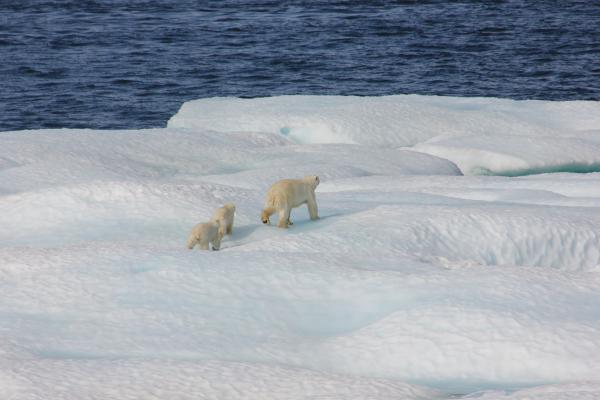 氣候劇變導致北冰洋海冰下沉 北極熊或於80年內絕種！