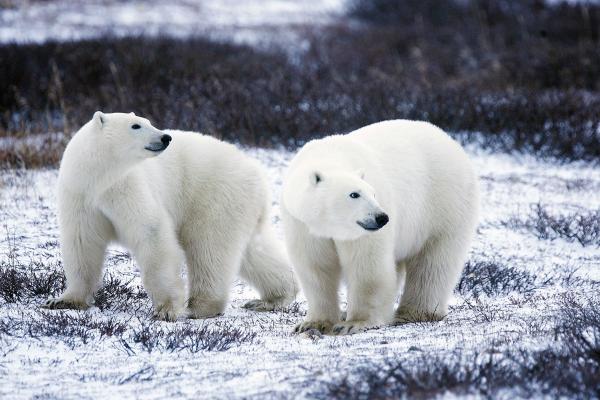 氣候劇變導致北冰洋海冰下沉 北極熊或於80年內絕種！