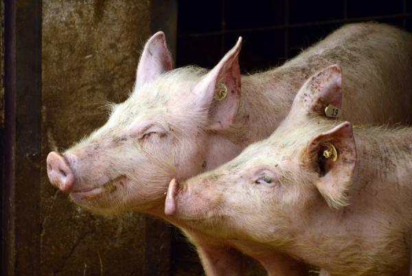 巴西驚現新型變種豬流感 專家：爆發規模或等同新冠肺炎
