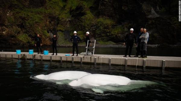白鯨圈養10年後重獲自由 「小灰」（Little Grey）和「小白」（Little White）回歸海洋過程