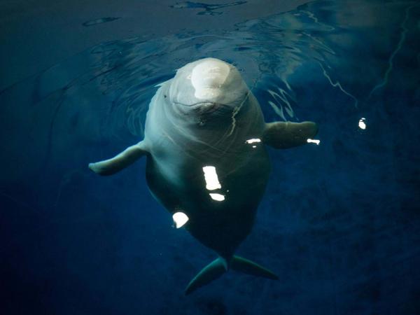 白鯨圈養10年後重獲自由 冰島設全球首個白鯨保護區！