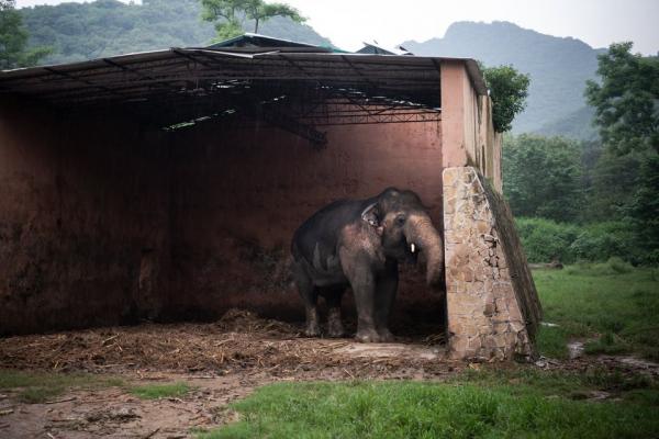 「世上最寂寞大象」困動物園飽受35年煎熬 營養不良腳甲破裂終獲拯救