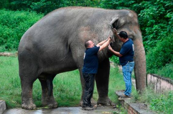 「世上最寂寞大象」困動物園飽受35年煎熬 營養不良腳甲破裂終獲拯救