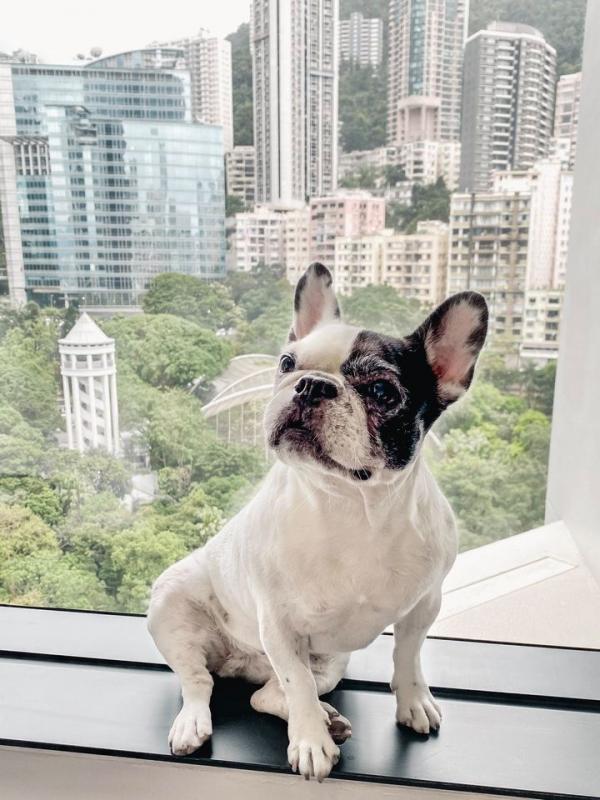 香港美利酒店（The Murray Hong Kong）【夏日度假優惠 額外85折】歡迎攜帶10KG以下寵物小狗入住
