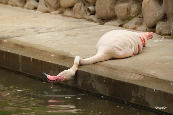 日本動物園驚見紅鶴癱地飲水 飼養員揭爆笑真相：只是懶得站