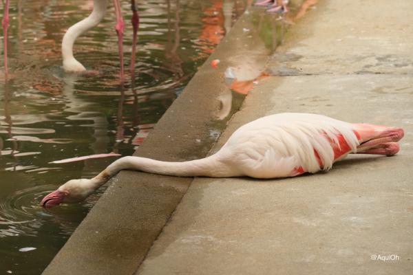 日本動物園驚見紅鶴癱地飲水 飼養員揭爆笑真相：只是懶得站