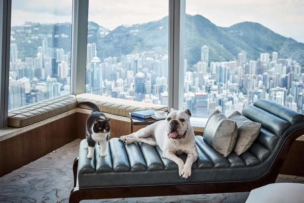 全港最高酒店香港麗思卡爾頓酒店Ritz Carlton Staycation優惠  寵物住宿體驗