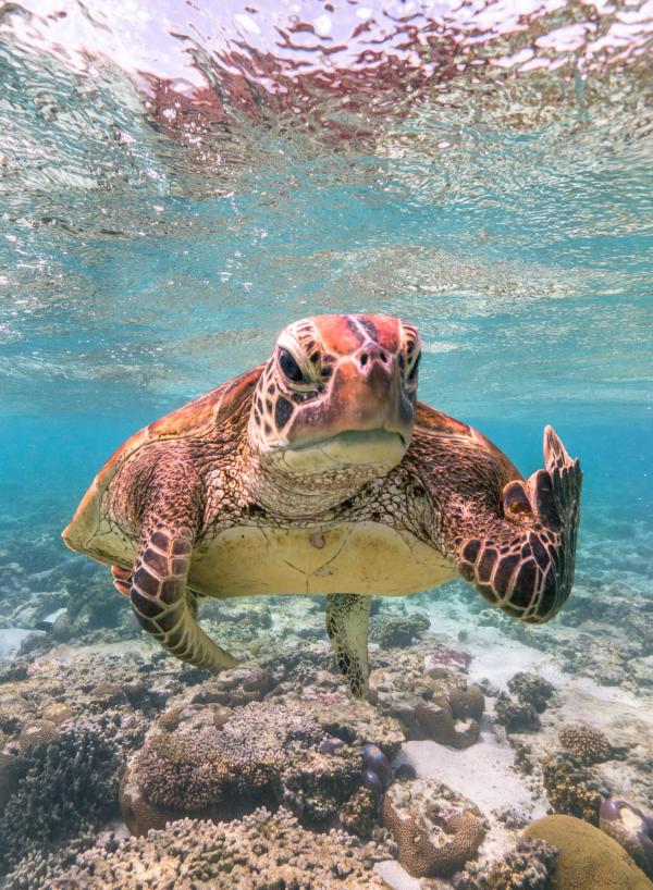 2020搞笑動物攝影獎入圍名單 魚仔開心笑/海龜嬲爆「舉中指」